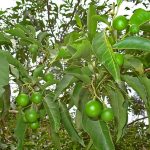 muda-de-quina-de-sao-paulo-solanum-pseudoquina_1_1200.jpg